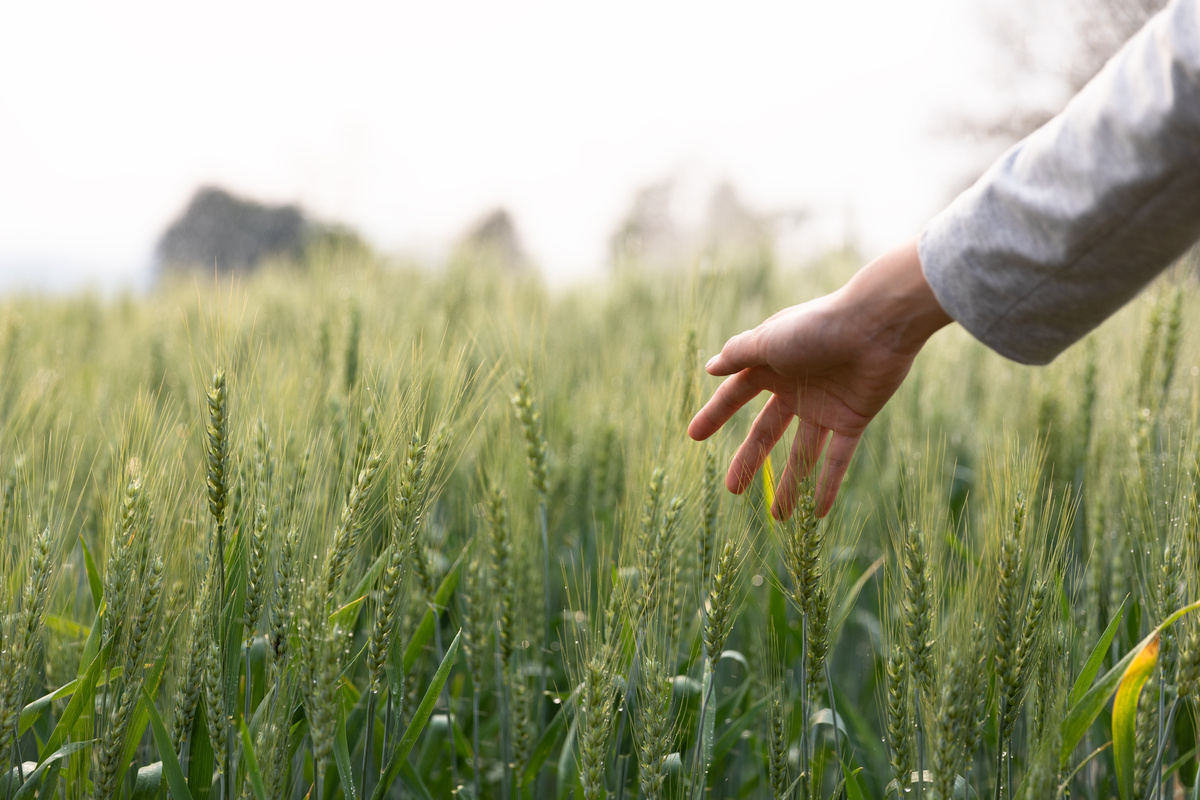 Woman hand touch over the green field of barley. Atmospheric authentic moment. Stylish girl enjoying peaceful evening in countryside. Copy space. Rural slow life