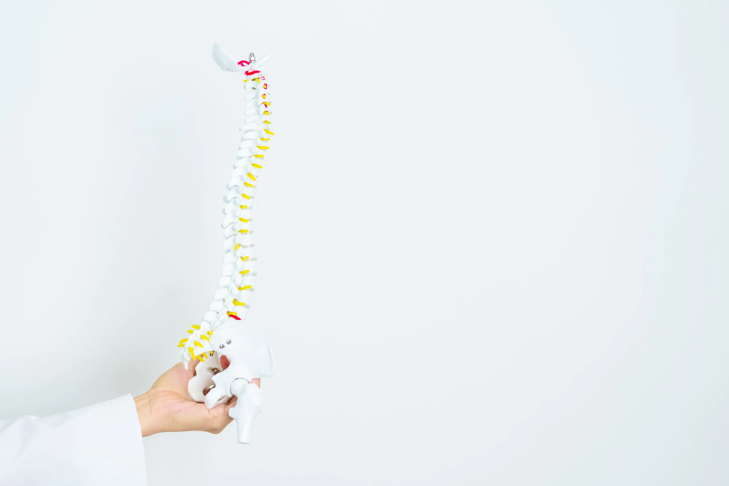 Doctor with human spine anatomy model representing spinal alignment and holistic wellness